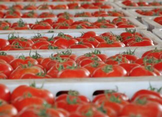 Tomates : le Maroc dépasse l’Espagne et s’impose parmi les grands exportateurs mondiaux