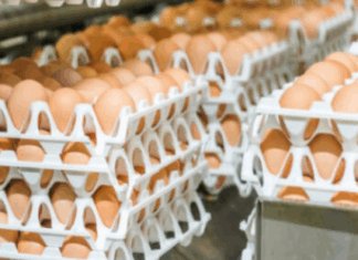 Africa Feed and Food s’apprête à regrouper Raviculture, Œufs Riad et Dawajine Oulad Said Africa Feed and Food s’apprête à regrouper Raviculture, Œufs Riad et Dawajine Oulad Said