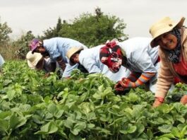 100 millions d’euros pour une agriculture solidaire au féminin