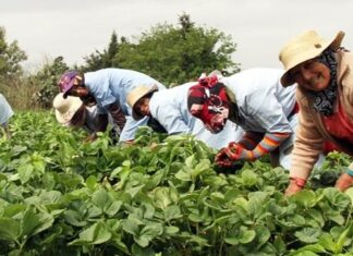 100 millions d’euros pour une agriculture solidaire au féminin 100 millions d’euros pour une agriculture solidaire au féminin