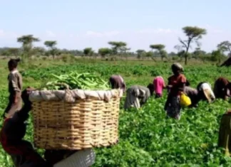 Pluies record : vers une campagne agricole prometteuse Pluies record : vers une campagne agricole prometteuse