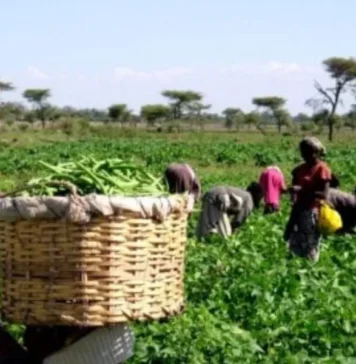 Céréales, maraîchage, olives… les indicateurs agricoles au vert Céréales, maraîchage, olives… les indicateurs agricoles au vert