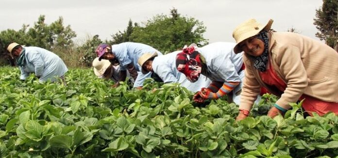 100 millions d’euros pour une agriculture solidaire au féminin
