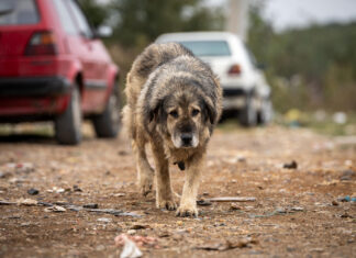 Chiens errants : le Maroc défend sa stratégie et répond aux critiques Chiens errants : le Maroc défend sa stratégie et répond aux critiques