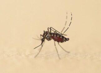 La France confrontée à des cas autochtones de chikungunya La France confrontée à des cas autochtones de chikungunya