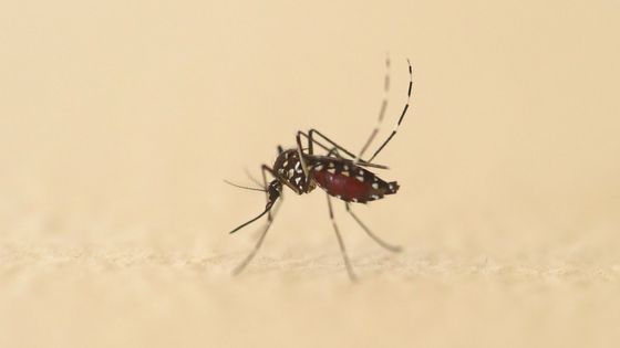 La France confrontée à des cas autochtones de chikungunya