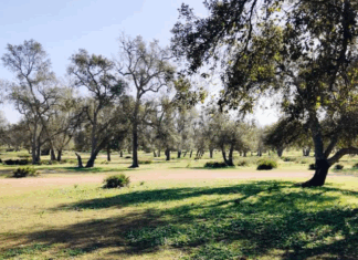 Aménagement de la Maâmora : l’ANEF répond aux critiques Aménagement de la Maâmora : l’ANEF répond aux critiques