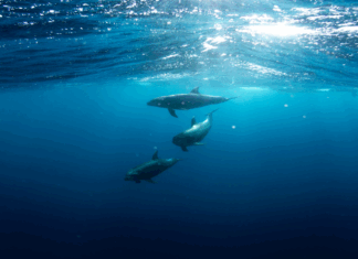 La mer au cœur de la Vision Royale pour la souveraineté et la prospérité La mer au cœur de la Vision Royale pour la souveraineté et la prospérité