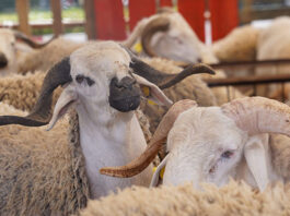 Reconstitution du cheptel : 756 000 éleveurs déjà soutenus