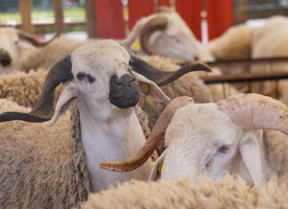 Cheptel national : plus de 32,8 millions de têtes recensées Cheptel national : plus de 32,8 millions de têtes recensées