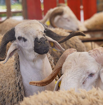 Reconstitution du cheptel : 756 000 éleveurs déjà soutenus Reconstitution du cheptel : 756 000 éleveurs déjà soutenus