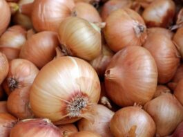 Record historique pour les exportations marocaines d’oignons
