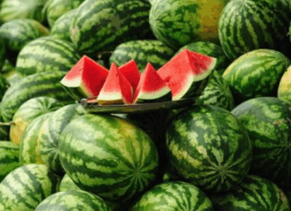 En dix ans, la pastèque marocaine a conquis la France En dix ans, la pastèque marocaine a conquis la France
