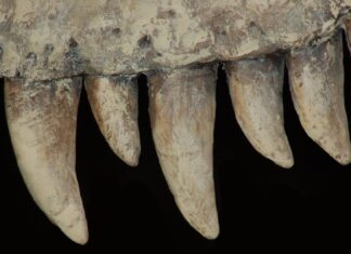 Des turiasaures marocains vieux de 168 millions d’années révélés au grand jour Des turiasaures marocains vieux de 168 millions d’années révélés au grand jour