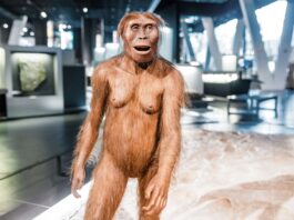 L’australopithèque Lucy fait escale à Prague pour sa première exposition européenne