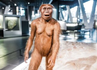 L’australopithèque Lucy fait escale à Prague pour sa première exposition européenne L’australopithèque Lucy fait escale à Prague pour sa première exposition européenne