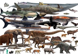 Une étude montre comment l’homme a remodelé la taille des animaux Une étude montre comment l’homme a remodelé la taille des animaux