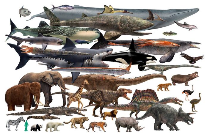 Une étude montre comment l’homme a remodelé la taille des animaux