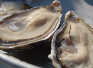 Les huîtres et palourdes de Dakhla de retour sur le marché Les huîtres et palourdes de Dakhla de retour sur le marché