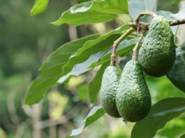 Export : record historique pour l’avocat marocain en Allemagne