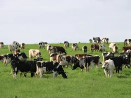 Dermatose bovine : la France interdit toute sortie de bovins pour endiguer le virus