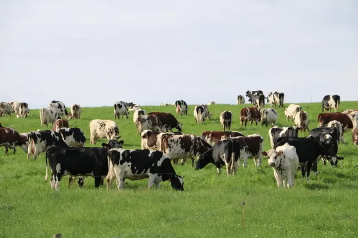 Dermatose bovine : la France interdit toute sortie de bovins pour endiguer le virus