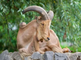 Retour du mouflon à manchettes dans le Haut Atlas