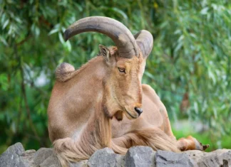 Retour du mouflon à manchettes dans le Haut Atlas Retour du mouflon à manchettes dans le Haut Atlas