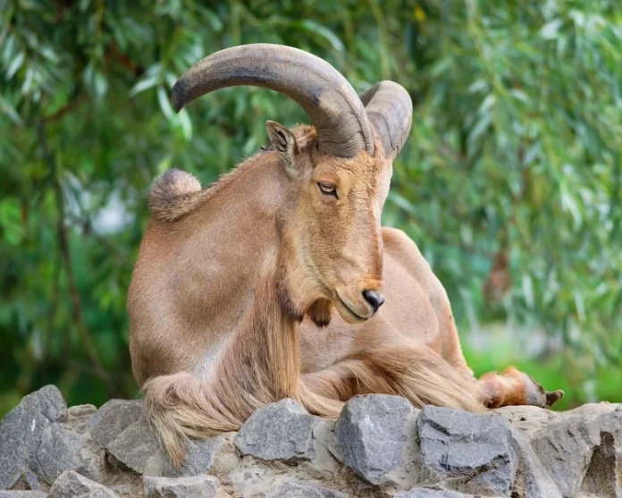 Retour du mouflon à manchettes dans le Haut Atlas