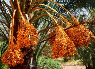 Erfoud célèbre la datte et la durabilité au SIDATTES 2025 Erfoud célèbre la datte et la durabilité au SIDATTES 2025