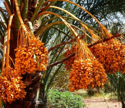 Erfoud célèbre la datte et la durabilité au SIDATTES 2025 Erfoud célèbre la datte et la durabilité au SIDATTES 2025