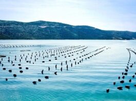 Vers une révolution aquacole au Maroc, selon la Banque mondiale