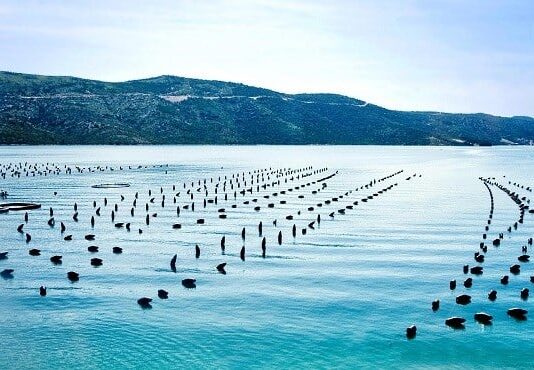 Vers une révolution aquacole au Maroc, selon la Banque mondiale Vers une révolution aquacole au Maroc, selon la Banque mondiale