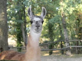 Maladies cérébrales : les nanocorps issus de lamas montrent leur efficacité