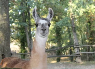 Maladies cérébrales : les nanocorps issus de lamas montrent leur efficacité Maladies cérébrales : les nanocorps issus de lamas montrent leur efficacité