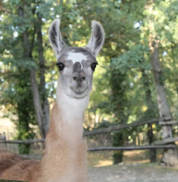 Maladies cérébrales : les nanocorps issus de lamas montrent leur efficacité Maladies cérébrales : les nanocorps issus de lamas montrent leur efficacité