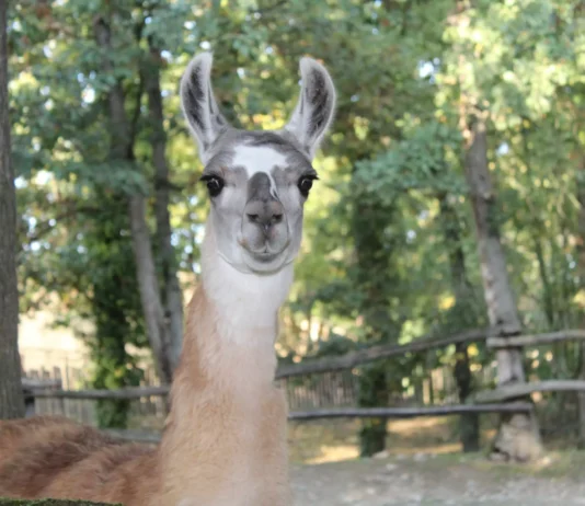 Maladies cérébrales : les nanocorps issus de lamas montrent leur efficacité Maladies cérébrales : les nanocorps issus de lamas montrent leur efficacité