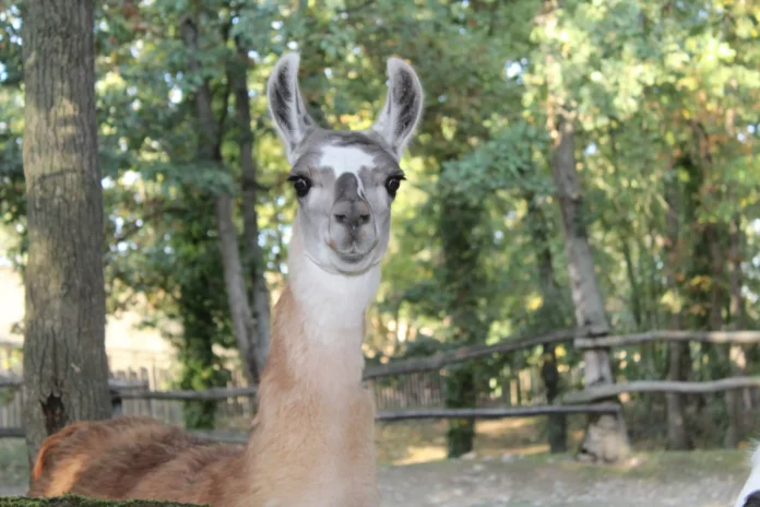 Maladies cérébrales : les nanocorps issus de lamas montrent leur efficacité