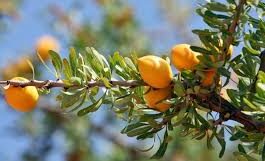 À Essaouira, l’arganier livre ses secrets vieux de 150.000 ans