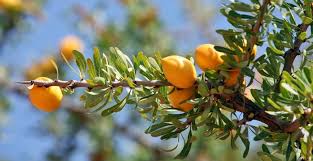 À Essaouira, l’arganier livre ses secrets vieux de 150.000 ans