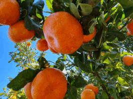Record d’export pour la Nadorcott, mandarine star du Royaume