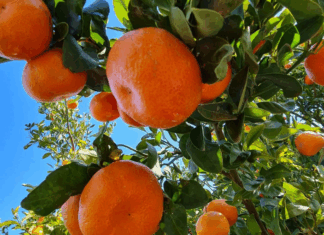 Les mandarines marocaines cartonnent en Allemagne Les mandarines marocaines cartonnent en Allemagne