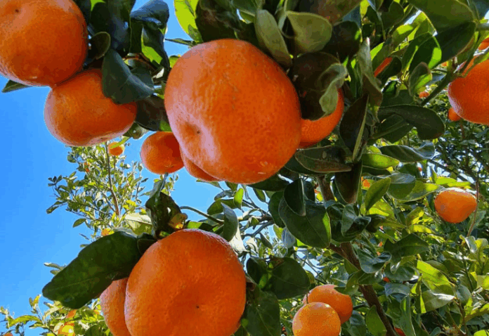 Record d’export pour la Nadorcott, mandarine star du Royaume
