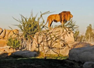 Le zoo de Aïn Sebaâ accueille ses premiers visiteurs Le zoo de Aïn Sebaâ accueille ses premiers visiteurs