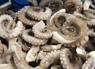 Pêche au poulpe : saison bien lancée au port de Laâyoune Pêche au poulpe : saison bien lancée au port de Laâyoune