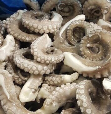 Pêche au poulpe : saison bien lancée au port de Laâyoune Pêche au poulpe : saison bien lancée au port de Laâyoune