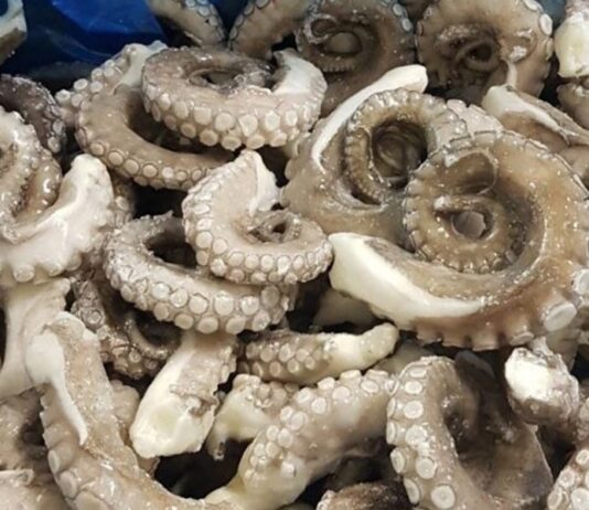 Pêche au poulpe : saison bien lancée au port de Laâyoune Pêche au poulpe : saison bien lancée au port de Laâyoune