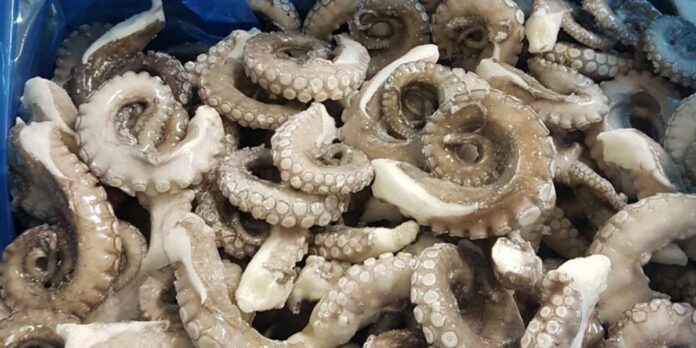 Pêche au poulpe : saison bien lancée au port de Laâyoune