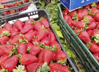 Les États Unis dopent les exportations marocaines de fraises surgelées Les États Unis dopent les exportations marocaines de fraises surgelées