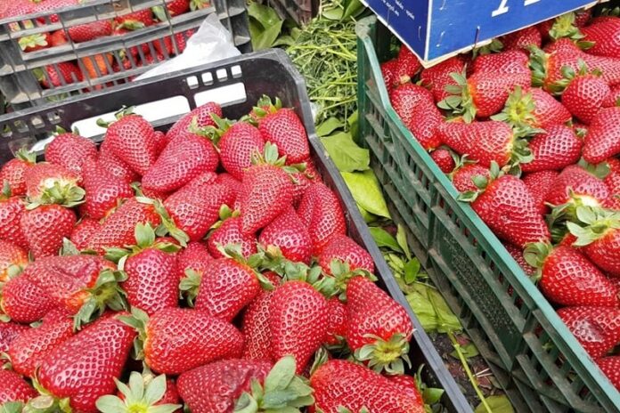 Les États Unis dopent les exportations marocaines de fraises surgelées